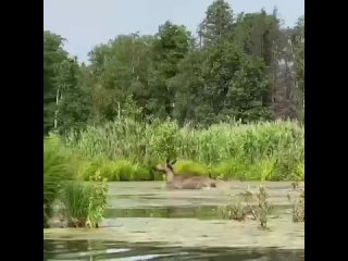 moose on elk island